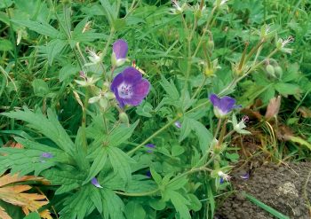 Géranium des bois Le vallon de Nant, balade entre parois rocheuses et torrent