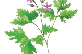 Géranium herbe-à-Robert  / © Jérôme Gremaud