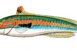 Girelle commune / © Cyril Girard, editions-mediterraneus.fr