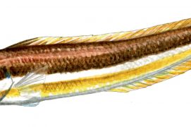 Girelle commune / © Cyril Girard, editions-mediterraneus.fr