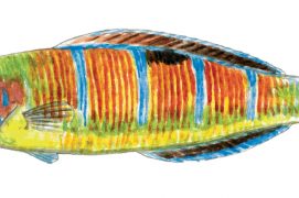 Girelle paon / © Cyril Girard, editions-mediterraneus.fr