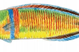 Girelle paon
 / © Cyril Girard, editions-mediterraneus.fr