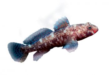 Gobiidé Gobiidé
