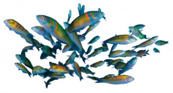 Groupe de girelles-paon Groupe de girelles-paon