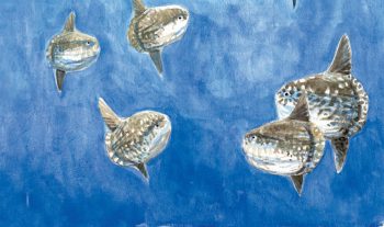 Groupe de jeunes poissons-lunes Groupe de jeunes poissons-lunes