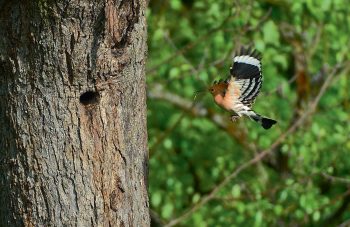 Huppe fasciée qui nourrit son petit
