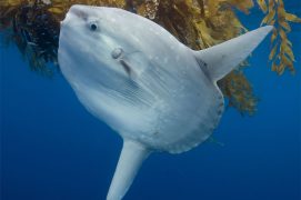 Il existe trois espèces de poisson-lune qu’il est parfois difficile de différencier, malgré des caractéristiques physiques propres. Certains arborent à la fois le front bombé du Mola alexandrini et le clavus crénelé du Mola mola, comme ce californien. S’agit-il d’hybrides ou d’une nouvelle espèce ? / © Minden Pictures / Richard Herrmann / Biosphoto