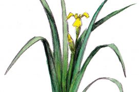 Le bel iris des marais produit un nectar sucré apprécié des bourdons. Ses feuilles pointues en forme d’épée atteignent parfois 1,50 m. Ses rhizomes servaient autrefois à teindre le cuir en noir à condition de les bouillir avec de la limaille de fer. Les pétales d’or, si insolites, laissent place à de petits coffres contenant de précieuses mais vénéneuses graines. / © Feldrik Rivat
