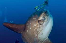 La taille impressionnante d’un Mola adulte dissuade la majorité des prédateurs sous-marins. Mais il peut arriver qu’un requin ou un lion de mer les attaque. En vérité leurs plus grands ennemis sont les sacs en plastique à la dérive qui ressemblent à s’y méprendre à de juteuses méduses. / © Minden Pictures / Richard Herrmann / Biosphoto