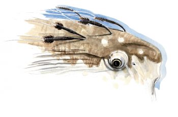 La tête de ce poisson-lune est infestée de crustacés copépodes Pennella filosa. Ces parasites consomment le sang et les tissus de leur hôte. La tête de ce poisson-lune est infestée de crustacés copépodes Pennella filosa. Ces parasites consomment le sang et les tissus de leur hôte.