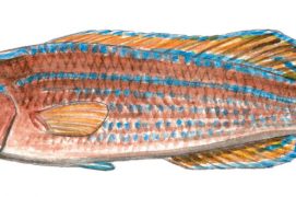 Labre à queue noire / © Cyril Girard, editions-mediterraneus.fr