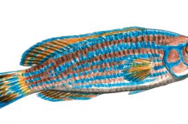 Labre à queue noire  / © Cyril Girard, editions-mediterraneus.fr