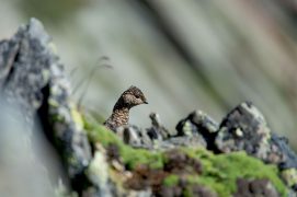 Lagopède alpin / © Bertand Gabbud
