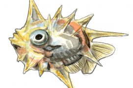 Alevin de poisson-lune / © Cyril Girard, editions-mediterraneus.fr