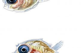 Larves de poisson-lune / © Cyril Girard, editions-mediterraneus.fr