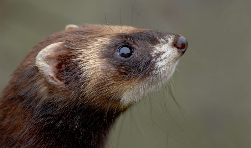 Colin Varndell /Naturepl.fr