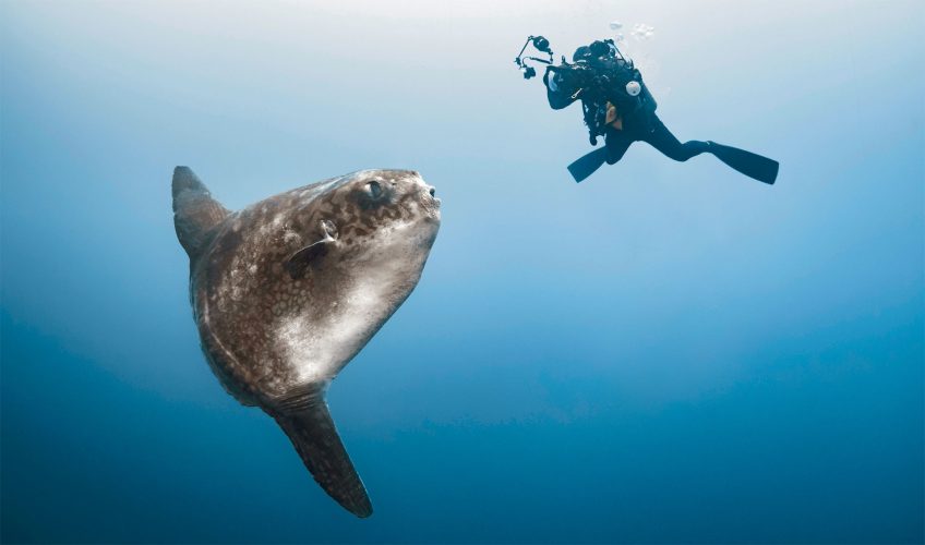 Plongeur qui filme un poisson-lune