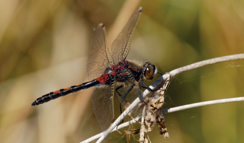 Leuccorhine rubiconde plateau des tailles