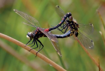 leucorrhines douteuses leucorrhines douteuses plateau des tailles
