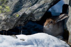 Lièvre variable / © Bertand Gabbud
