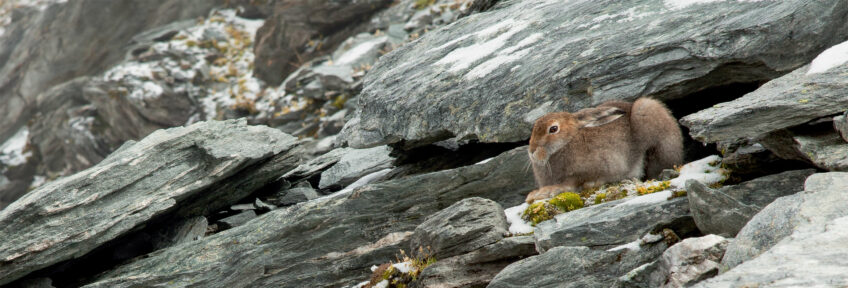 Le lièvre variable en photo en pelage d'été par Bertrand Gabbud - La Salamandre