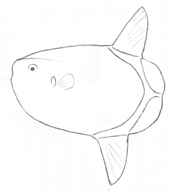 Mola tecta Mola tecta une des 3 espèces de poisson-lune