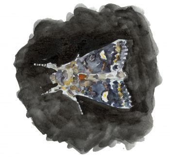 Noctuelle de la persicaire Papillon Noctuelle de la persicaire