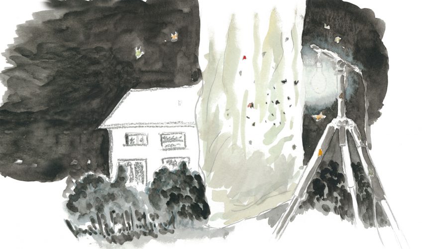 La chasse aux papillons de nuit en dessins