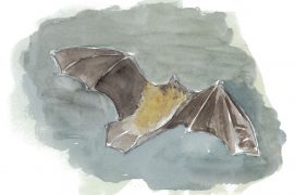 Pipistrelle attirée par les papillons de nuit / © Jean-Philippe Paul