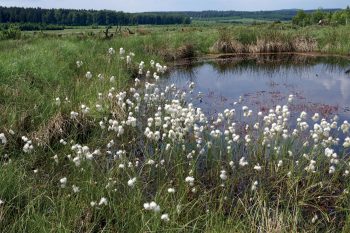 Plateau des tailles Plateau des tailles