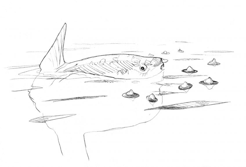 Poisson-lune dévorant les vélelles en surface Poisson-lune dévorant les vélelles en surface