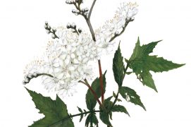 Enfin, la reine-des-prés dévoile un parfum capiteux lorsqu’elle fleurit. Ses inflorescences décoratives font le bonheur des abeilles et des amateurs de tisanes ou de desserts. Son ancien nom, la spirée, a donné son appellation à l’aspirine. Ses feuilles contiennent en effet des composés à l’origine du médicament. Ses fruits en spirale régalent les oiseaux granivores

 / © Feldrik Rivat