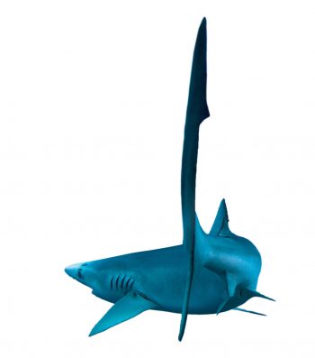 Requin peau bleue Requin peau bleue