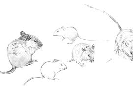 © Tsunéhiko Kuwabara