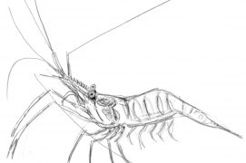 © Tsunéhiko Kuwabara