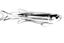 © Tsunéhiko Kuwabara