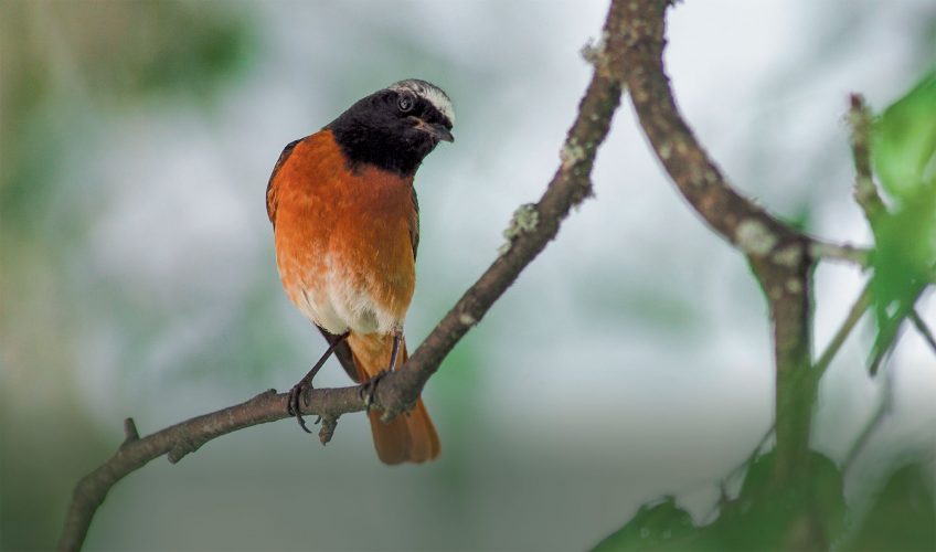 Le rougequeue à front blanc protégé à La Chaux-de-Fonds