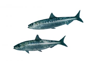 Sardine Sardine