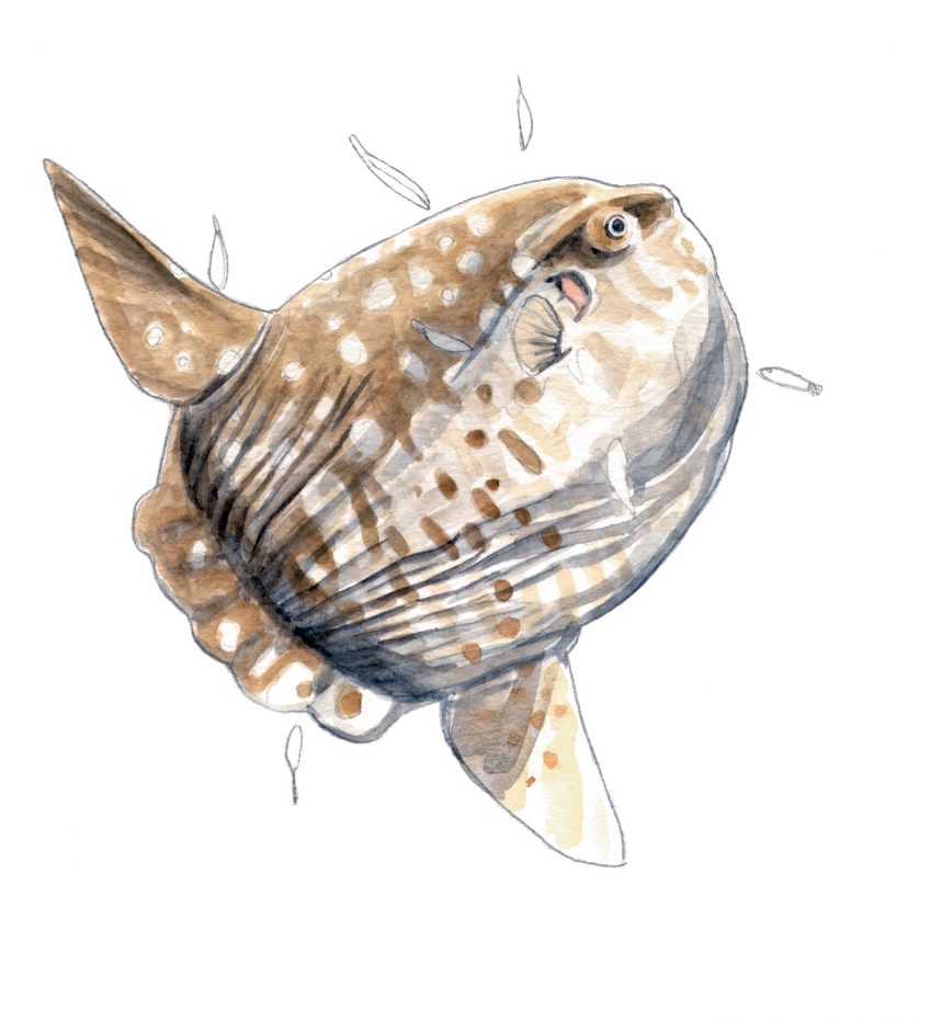 Poisson-lune qui se fait nettoyer des parasites par des labridés