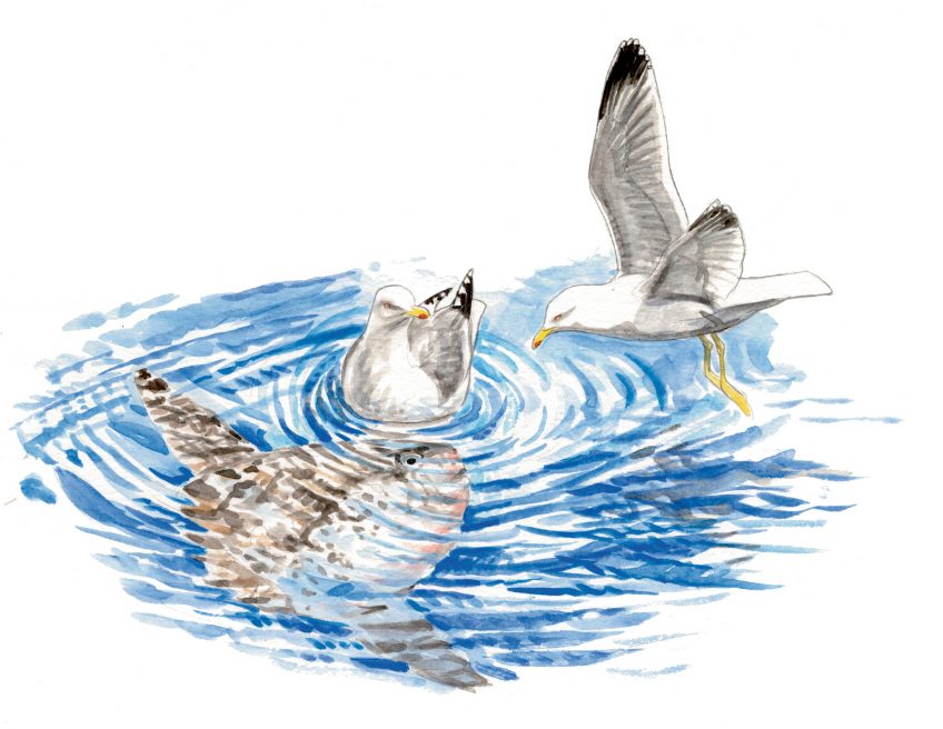 Poisson-lune offrant sa peau au soleil et aux goélands leucophées qui la nettoient des parasites.