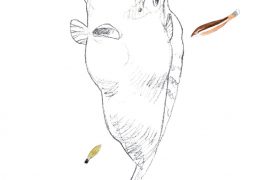 © Cyril Girard, editions-mediterraneus.fr