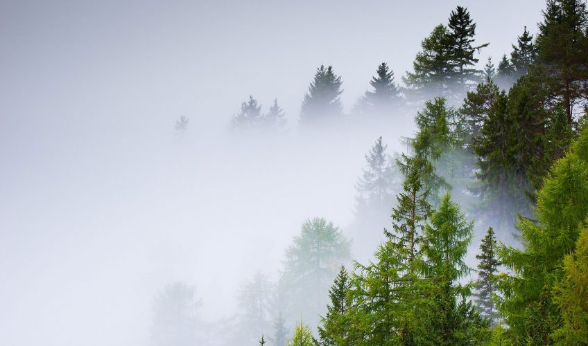 Comment le sol des forêts réagit après une pluie aicde ? - La Salamandre