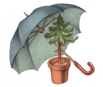Comment le sol des forêts réagit après une pluie aicde ? - La Salamandre