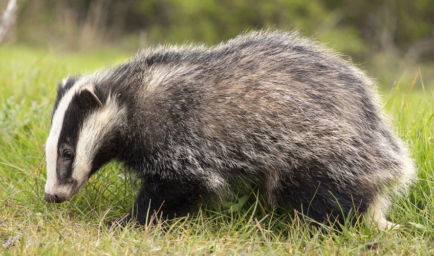 Blaireau et sauvage, pour la protection protection du mammifère - La Salamandre