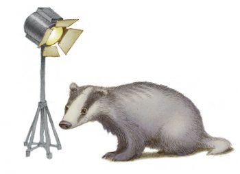 Blaireau et sauvage, pour la protection protection du mammifère - La Salamandre