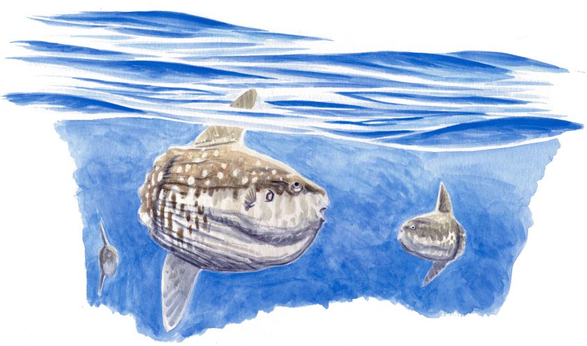 Groupe de jeunes poissons-lunes