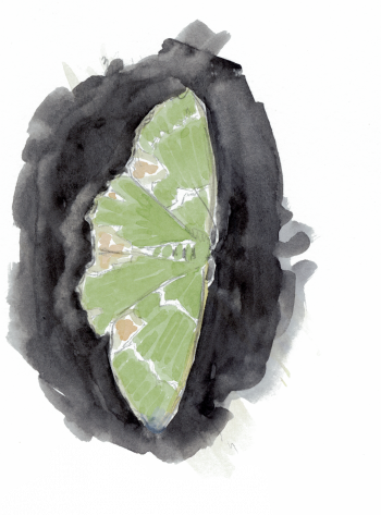 Verdelet Papillon Verdelet