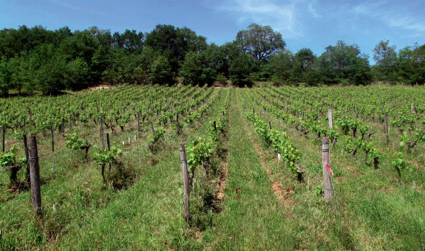 Vigne aux inter-rangs enherbés CPIE