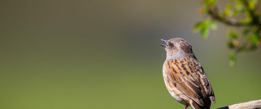 Accenteur mouchet ou moineau domestique ?