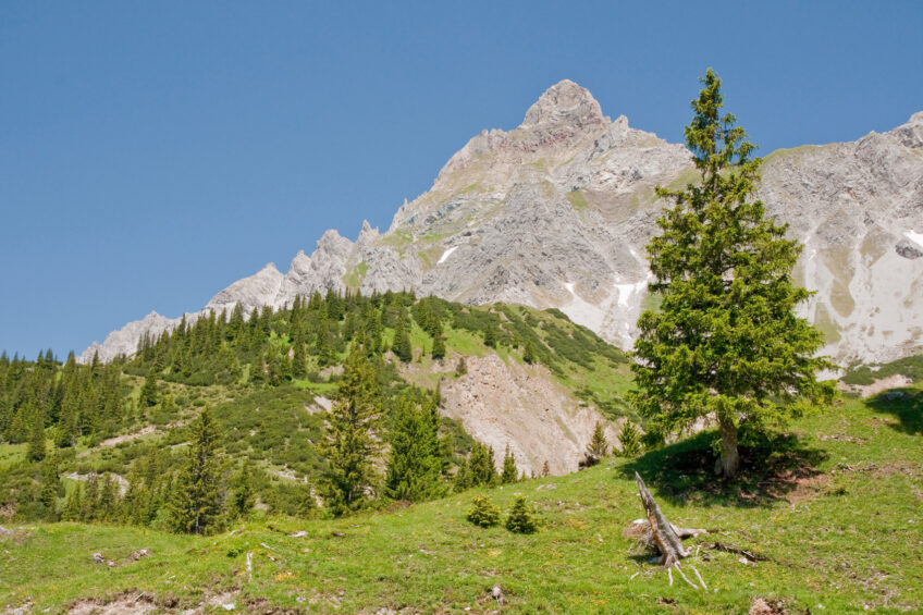 arolle dans un décor de montagne